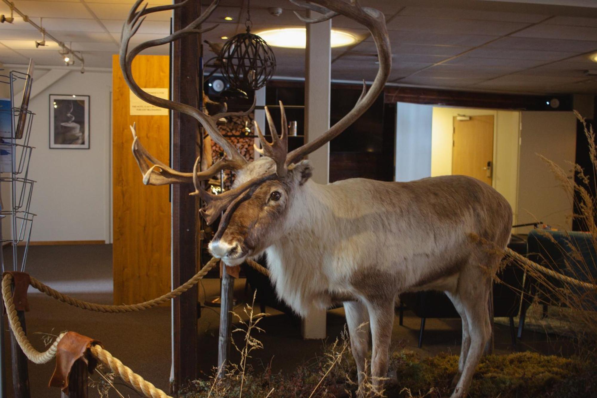 Hornavan Hotel Arjeplog